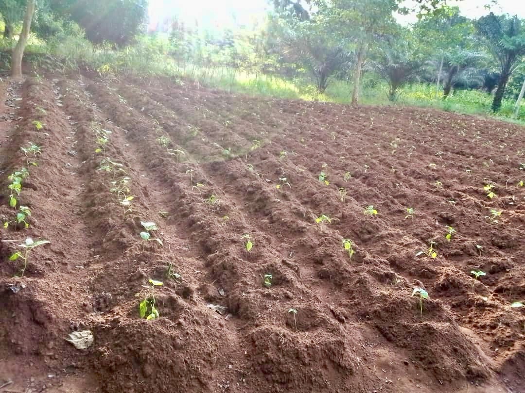 Empowered Ugbaike Women are Pioneering a Groundbreaking Feminine Agricultural Revolution