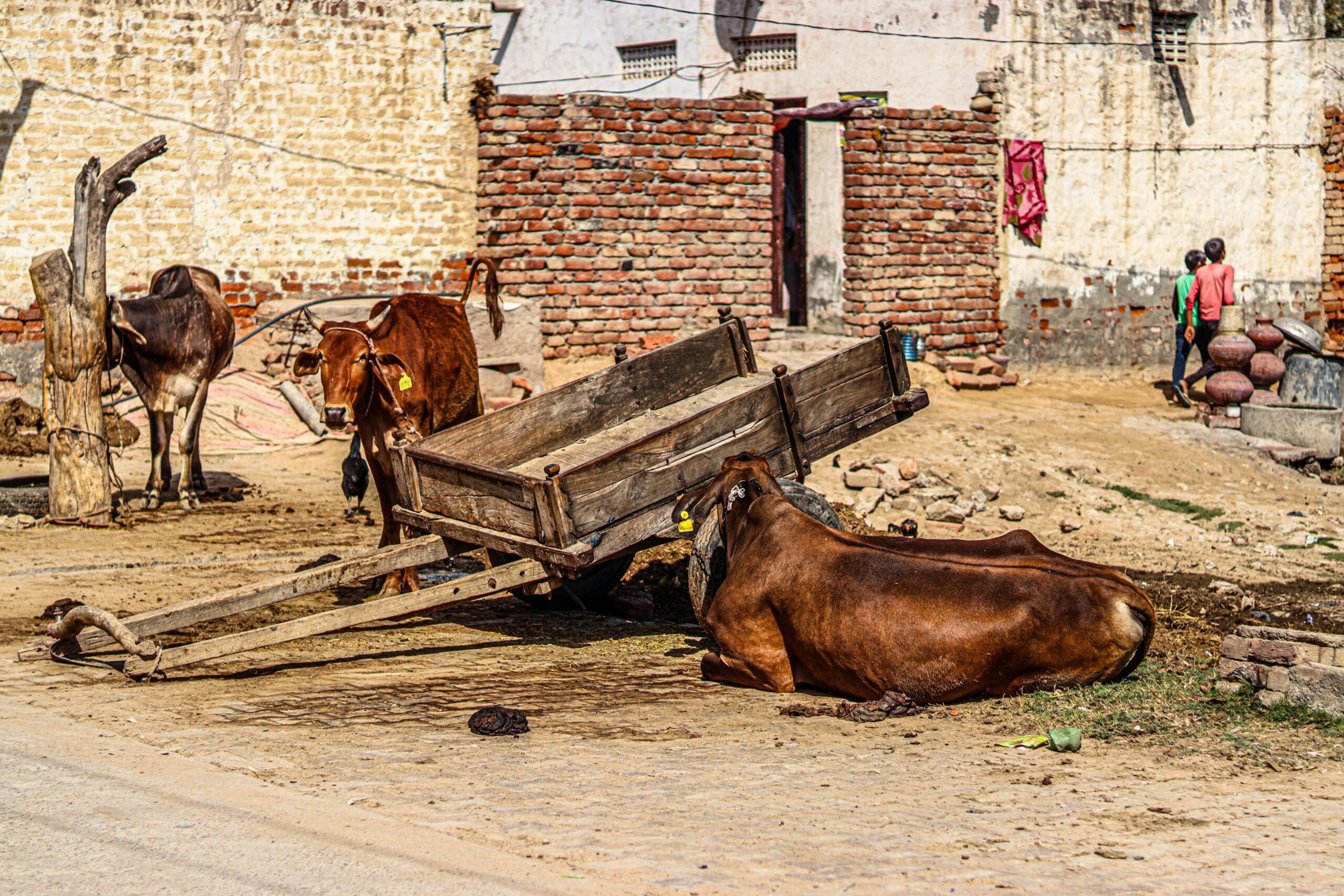 Cows besides an ox cart