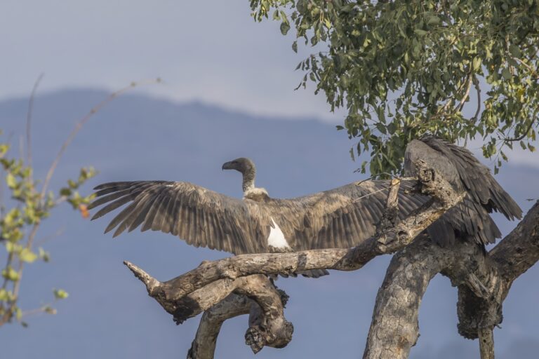 White-backed vulture in Kruger National Park, South Africa.