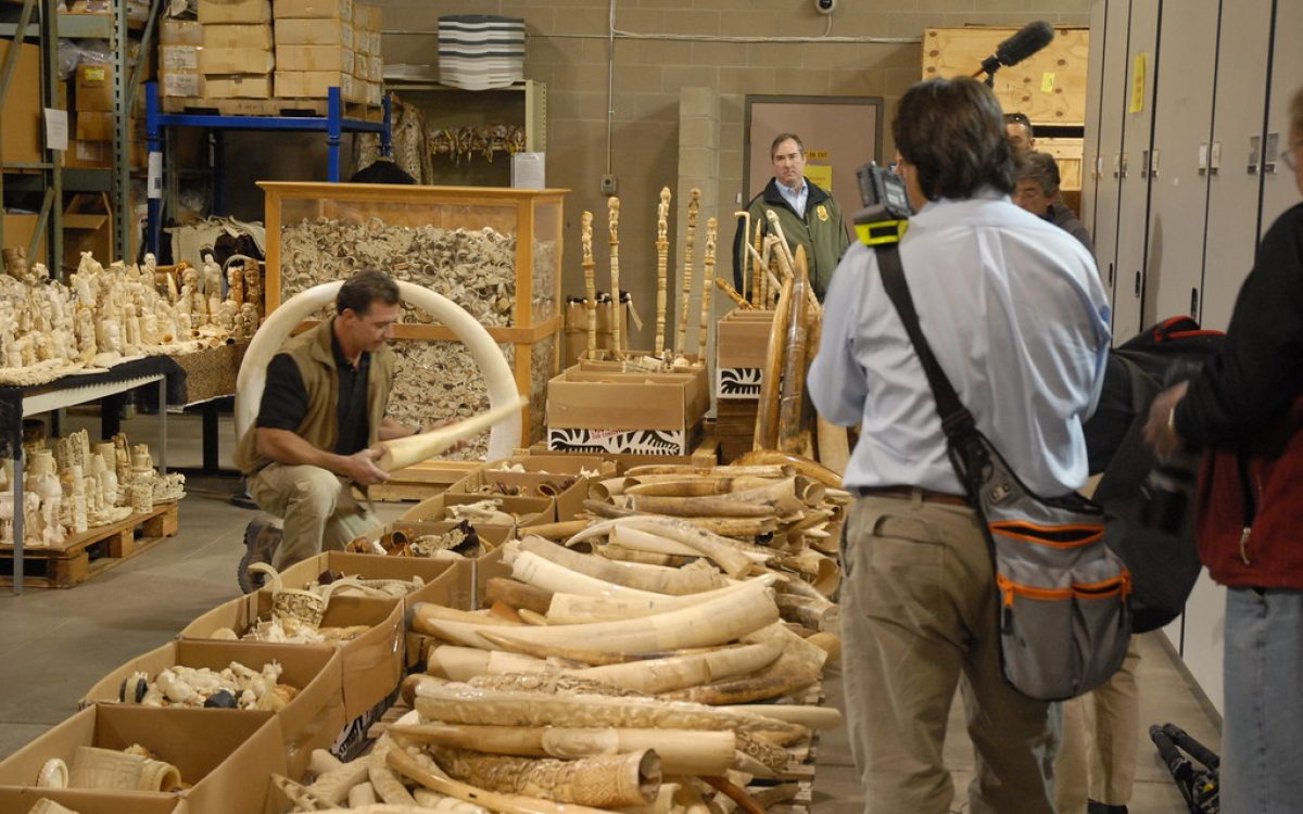Seized ivory slated for destruction in the crush.