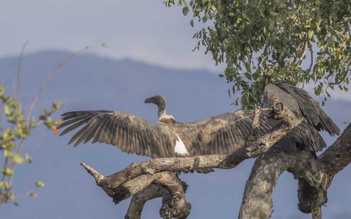 White-backed vulture in Kruger National Park, South Africa.