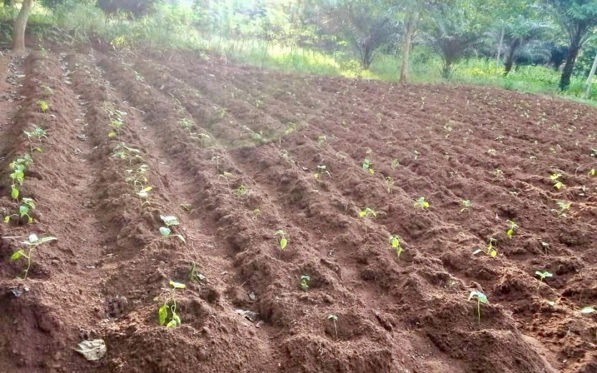 Empowered Ugbaike Women are Pioneering a Groundbreaking Feminine Agricultural Revolution