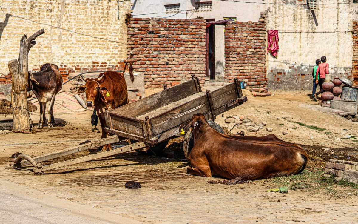 Cows besides an ox cart